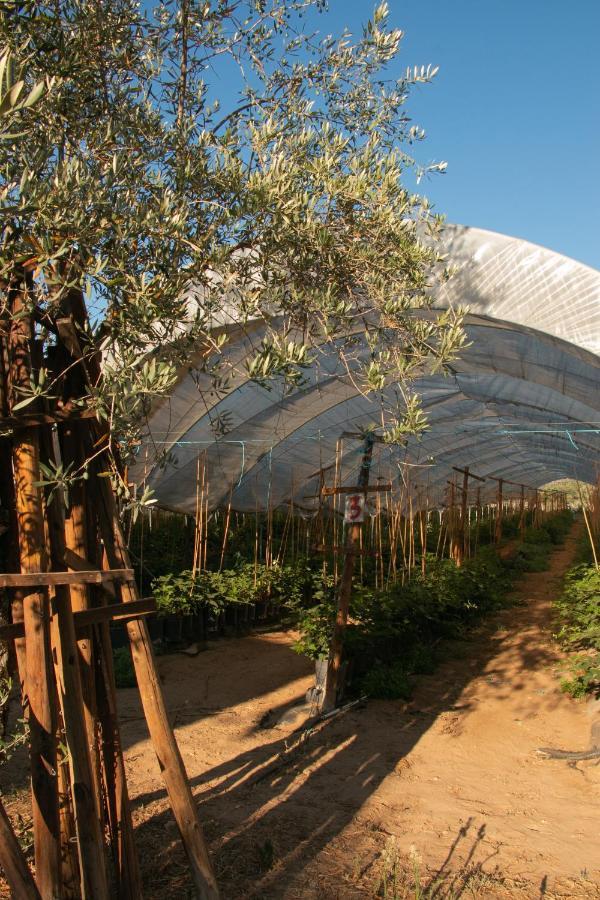 Quinta De Santana Da Varzea Abrantes Zewnętrze zdjęcie
